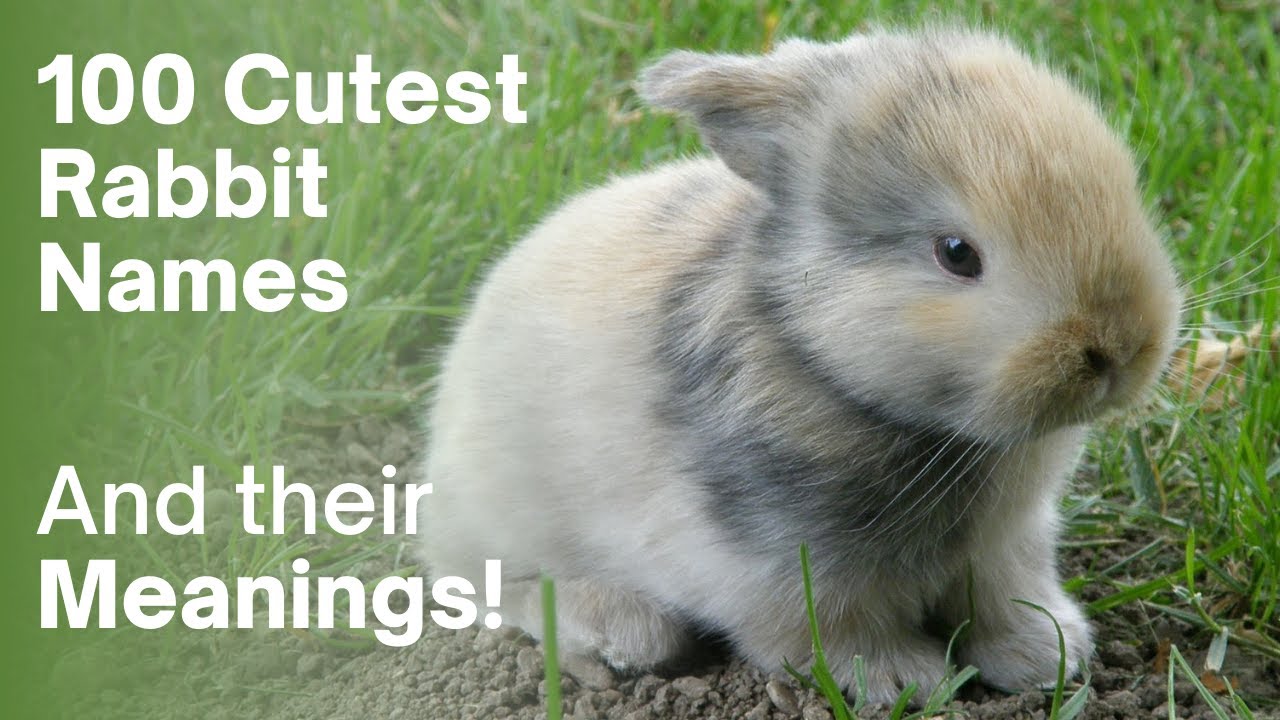 100 Cute Rabbit Names and Meanings, 50 Boy and 50 Girl Bunny Names!