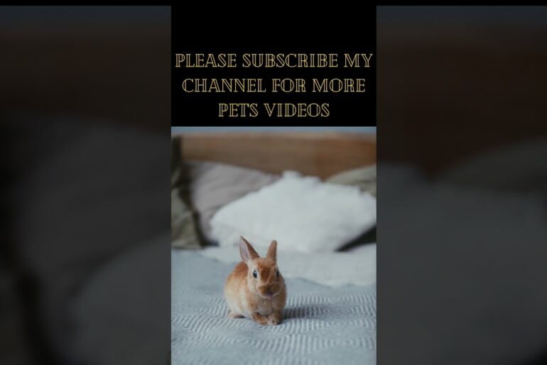 10 cute rabbit!cute rabbit nd dog videos!cute rabbit baby #shorts  cute rabbit funny videos, #shorts