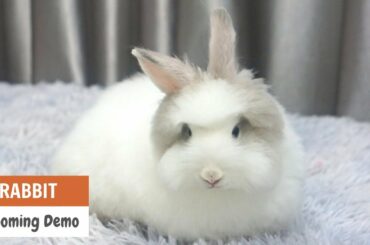 CUTE Bunny Rabbit Grooming  | ASIAN CUTE DOGS