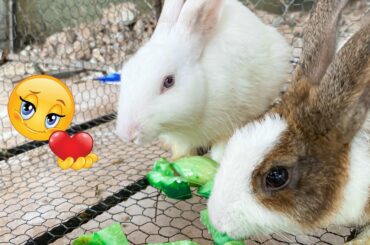 That's the funnies spot of Cute Rabbit 2022