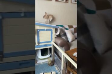 Rabbit bunny kelinci cute #bunny #kelinciKu