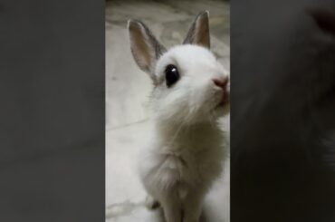 Very cute Rabbit #gangawithsrk #shorts