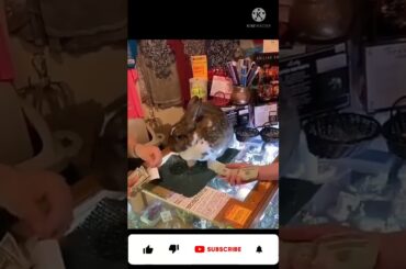 Most intelligent rabbit of world #shorts #animals #cute #rabbit