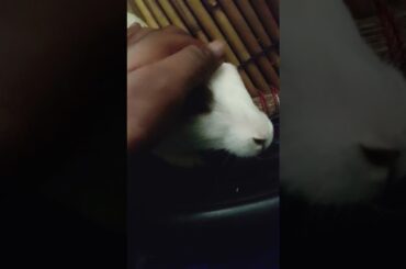 cute rabbit | cute rabbit loving patting | relaxing rabbit #cuterabbits  #akshit #ytshorts