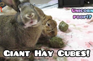 Cute Bunnies Get Giant Hay Cubes! Review by Free-roam House Rabbits