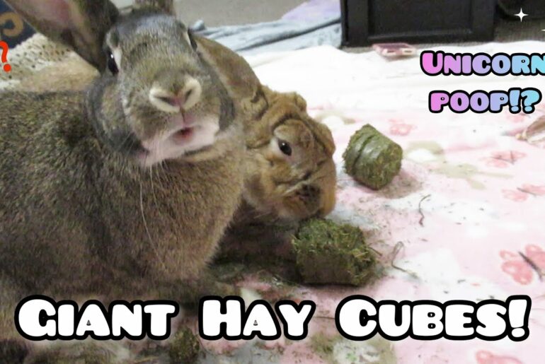 Cute Bunnies Get Giant Hay Cubes! Review by Free-roam House Rabbits