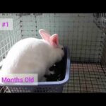 Tips Bago Magbuntis Hanggang sa Panganganak ng Rabbit | Cute Baby Bunnies | Day 19 Baby Rabbits