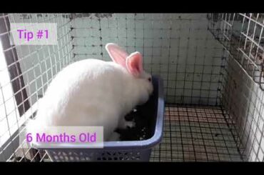 Tips Bago Magbuntis Hanggang sa Panganganak ng Rabbit | Cute Baby Bunnies | Day 19 Baby Rabbits
