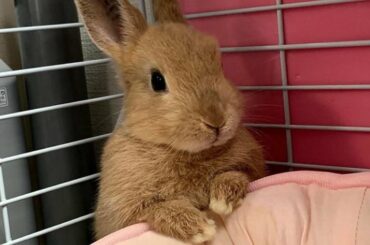 Funny and Cute Baby Bunny Rabbit Videos | Funniest Baby Bunny In 2021