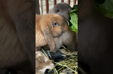cute rabbit love #shorts  #short  #subscribe  #share  #animals  #rabbit
