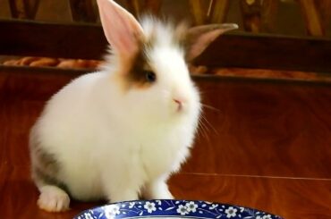 How cute Todo smell new home - Welcome cute bunny