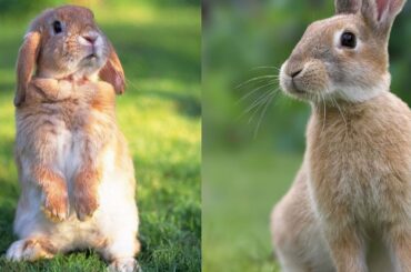 Cute Rabbits | Happy Rabbits | Funny Rabbits | Cute Bunny | Funny Bunny | Happy Bunny | Dap Monk |