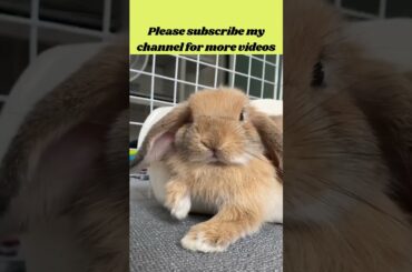 12 cute rabbit!cute rabbit nd dog videos!cute rabbit baby #shorts  cute rabbit funny videos, #shorts