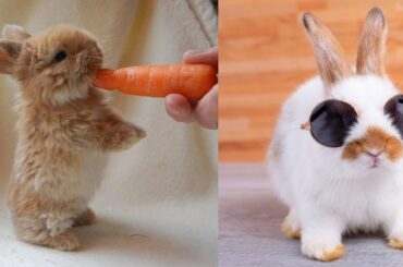 Cute Rabbits | Happy Rabbits | Funny Rabbits | Cute Bunny | Funny Bunny | Happy Bunny | Dap Monk |