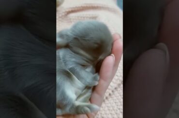 Cute little bunnies!! #Cute #Rabbit