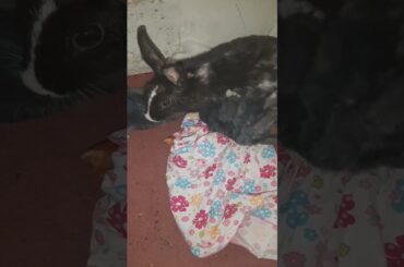 Cute Rabbits | Breastfeeding #cute #rabbit #shorts