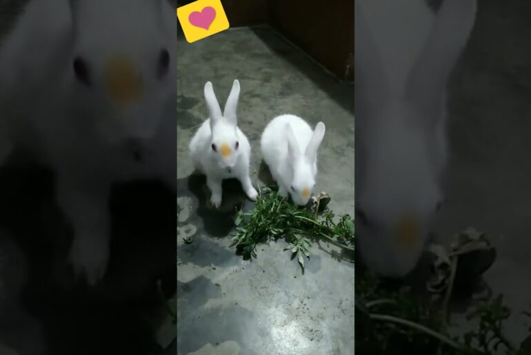cute rabbit love with each other#shorts #youtubeshorts #fun_and_discovery#rabbit