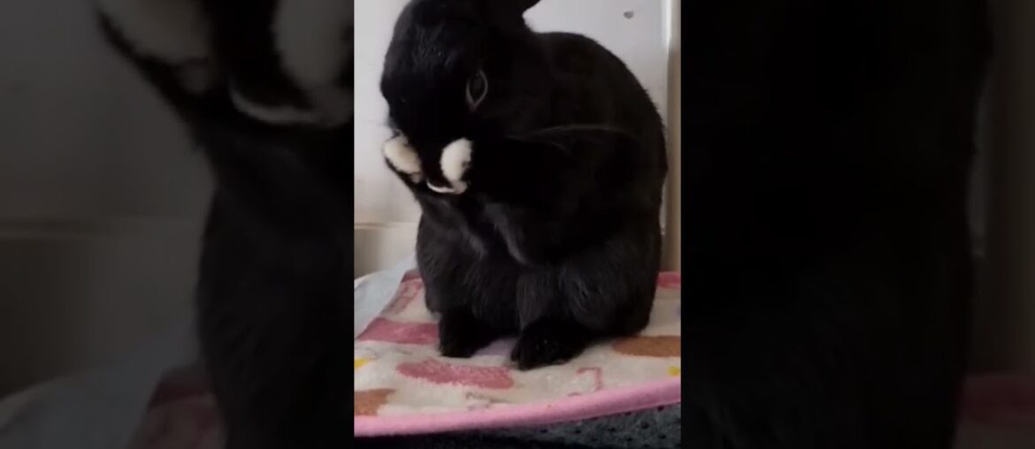 Cute Bunny Doing Funny Things | Cute Baby Bunny #Shorts