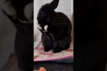 Cute Bunny Doing Funny Things | Cute Baby Bunny #Shorts