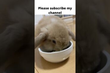 19 cute rabbit!cute rabbit nd dog videos!cute rabbit baby #shorts  cute rabbit funny videos, #shor