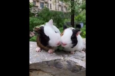 cute pnipig #pets #cute #rabbit  #shorts