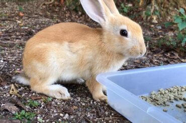 Have you ever seen such a cute baby rabbit?