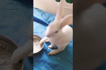 cute rabbit do you love this