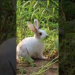 Cute Rabbit Eating Grass