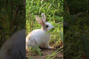 Cute Rabbit Eating Grass