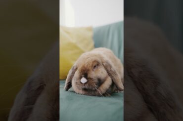 Cute Rabbit On a Couch