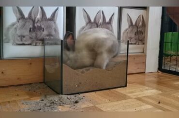 Cute Rabbit
