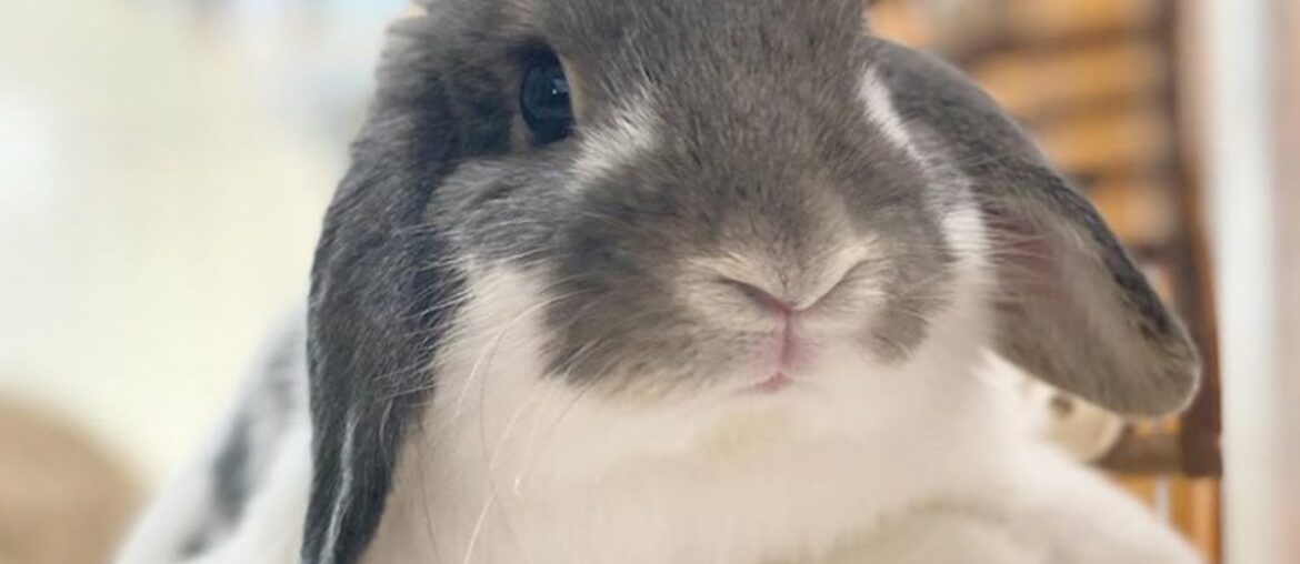 A Funny Bunny Videos Compilation | Cute Bunny Videos | Cute Animals