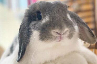 A Funny Bunny Videos Compilation | Cute Bunny Videos | Cute Animals