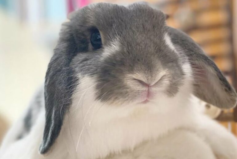 A Funny Bunny Videos Compilation | Cute Bunny Videos | Cute Animals