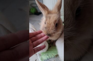 CUTE RABBIT KISS | CUTE ANIMALS