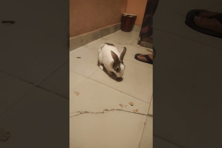 can cute rabbit eat bread? how cute rabbit eating bread | funny rabbit video #Rajjamwal#shorts