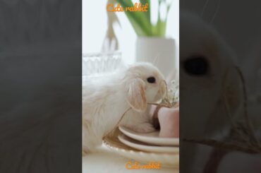 Cute rabbit motivation changes #shorts