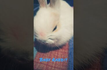 Cute Baby Rabbit #rabbit