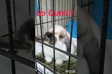 Cute bunny