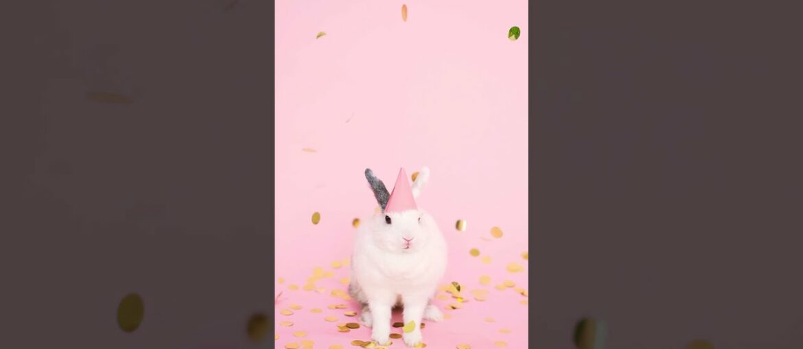 Cute Rabbit #bunny #rabbit#rabbitsofinstagram#bunnylover#cute#bunnies#rabbits#love#pet#short#animal
