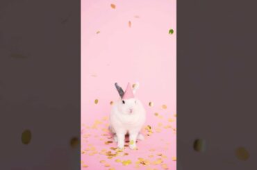 Cute Rabbit #bunny #rabbit#rabbitsofinstagram#bunnylover#cute#bunnies#rabbits#love#pet#short#animal