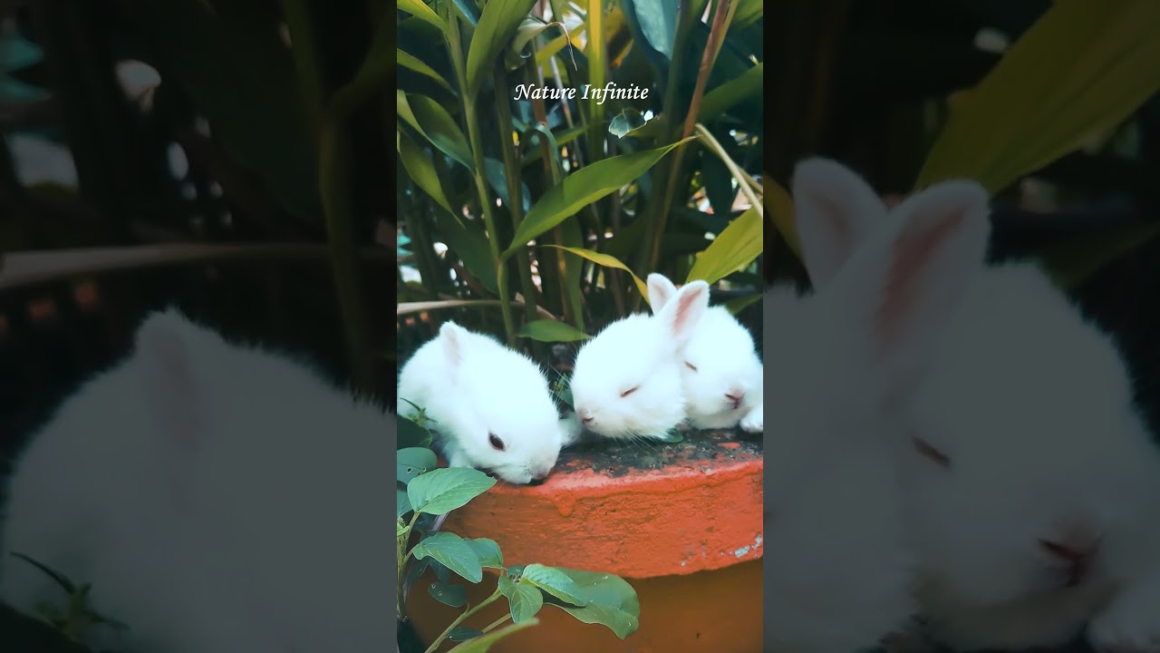 Cute Baby Bunny Rabbits in Garden | #shorts