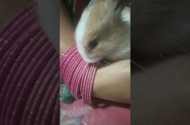 Funny and Cute Baby Bunny Rabbit Videos - Baby Animal Video Compilation