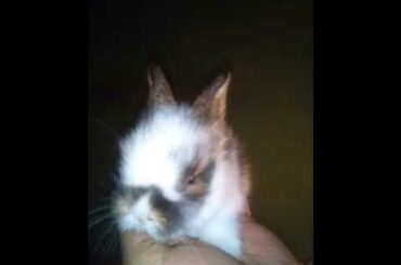 Absolutely Supper Cute Baby Bunny Shorts Video! Cutest Animal  Baby's,  #bunny   @Animals Kingdom