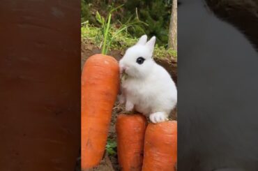 Cute baby rabbit #short