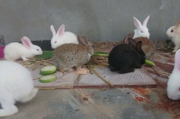 Cute Rabbit Eating Banana Leafe
