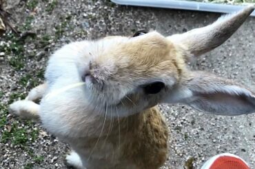 Cute rabbit demands petting