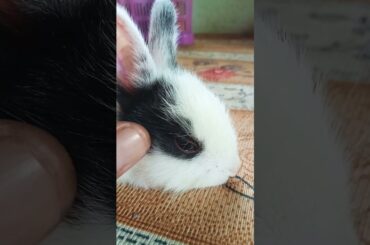 Cute bunny's massage#Shorts