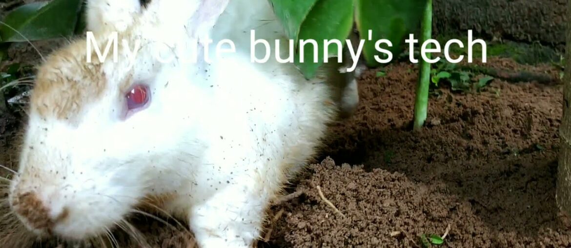 Working bunny | cute rabbit || bunny videos || funniest bunnies || rabbit in forest || rabbit hole |