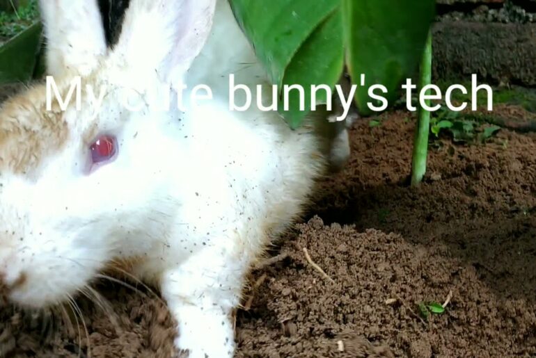 Working bunny | cute rabbit || bunny videos || funniest bunnies || rabbit in forest || rabbit hole |